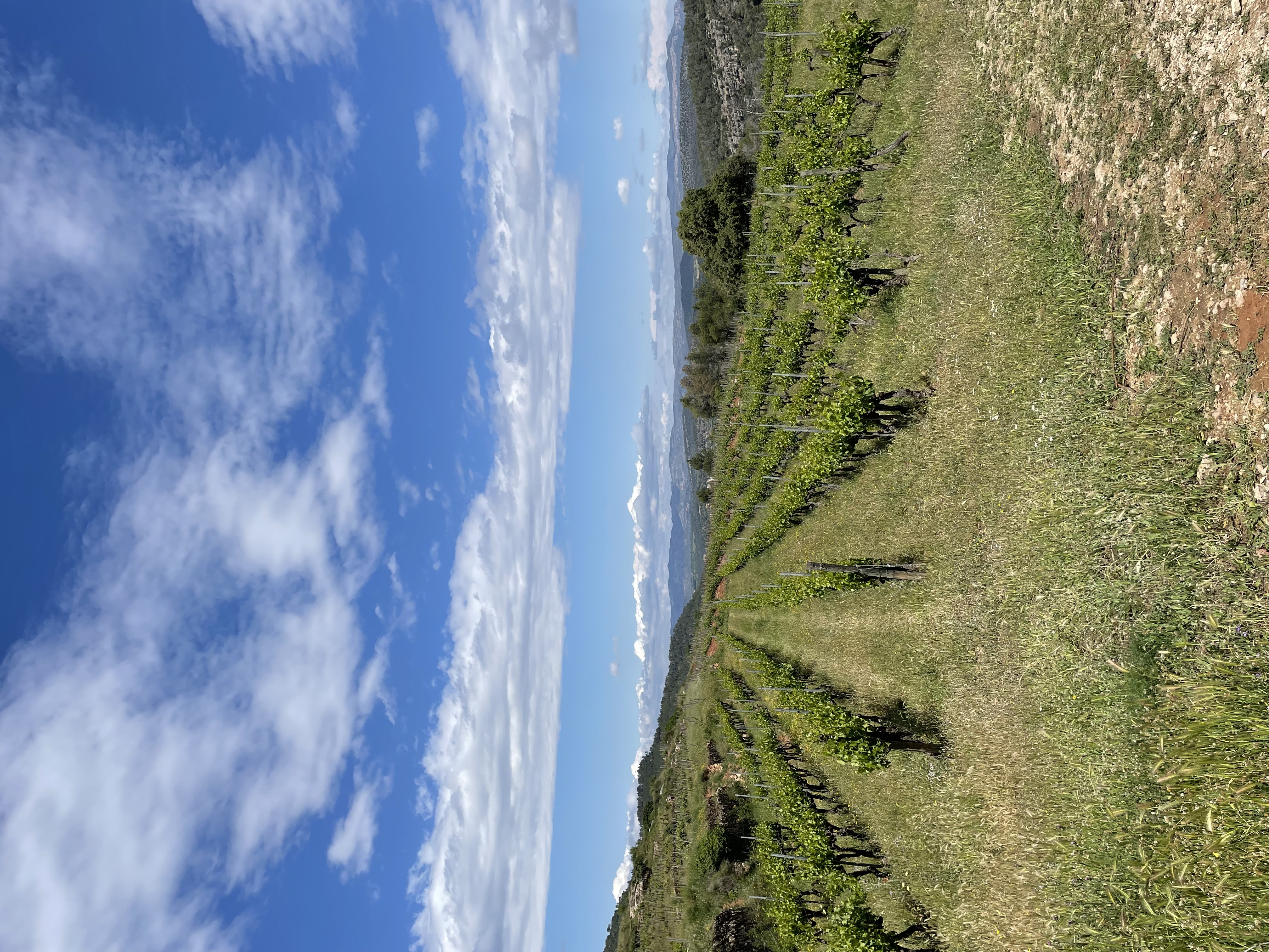 Viñedo